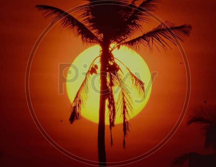 A beautiful sunset and a coconut tree