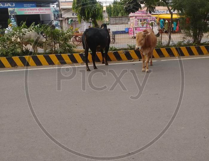 Street and cows