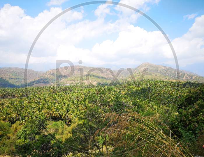 Coconut plantation view from the hill top