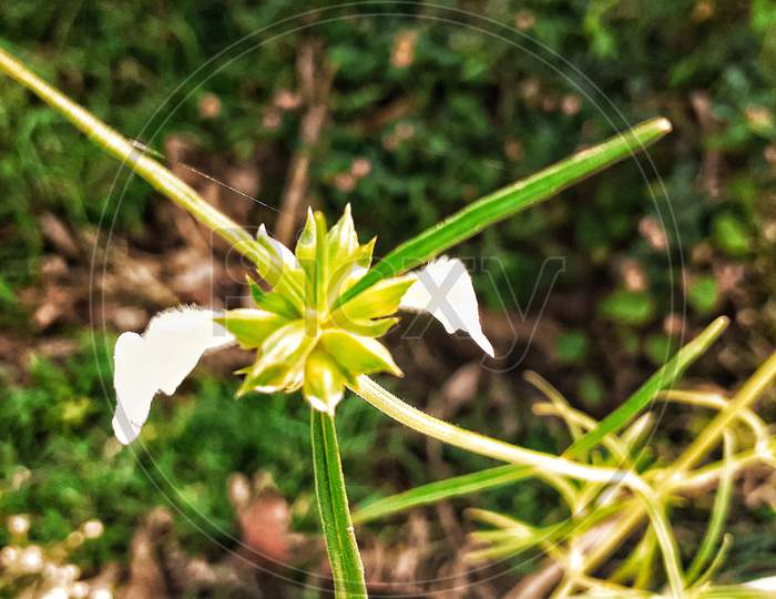 Leucas Flower