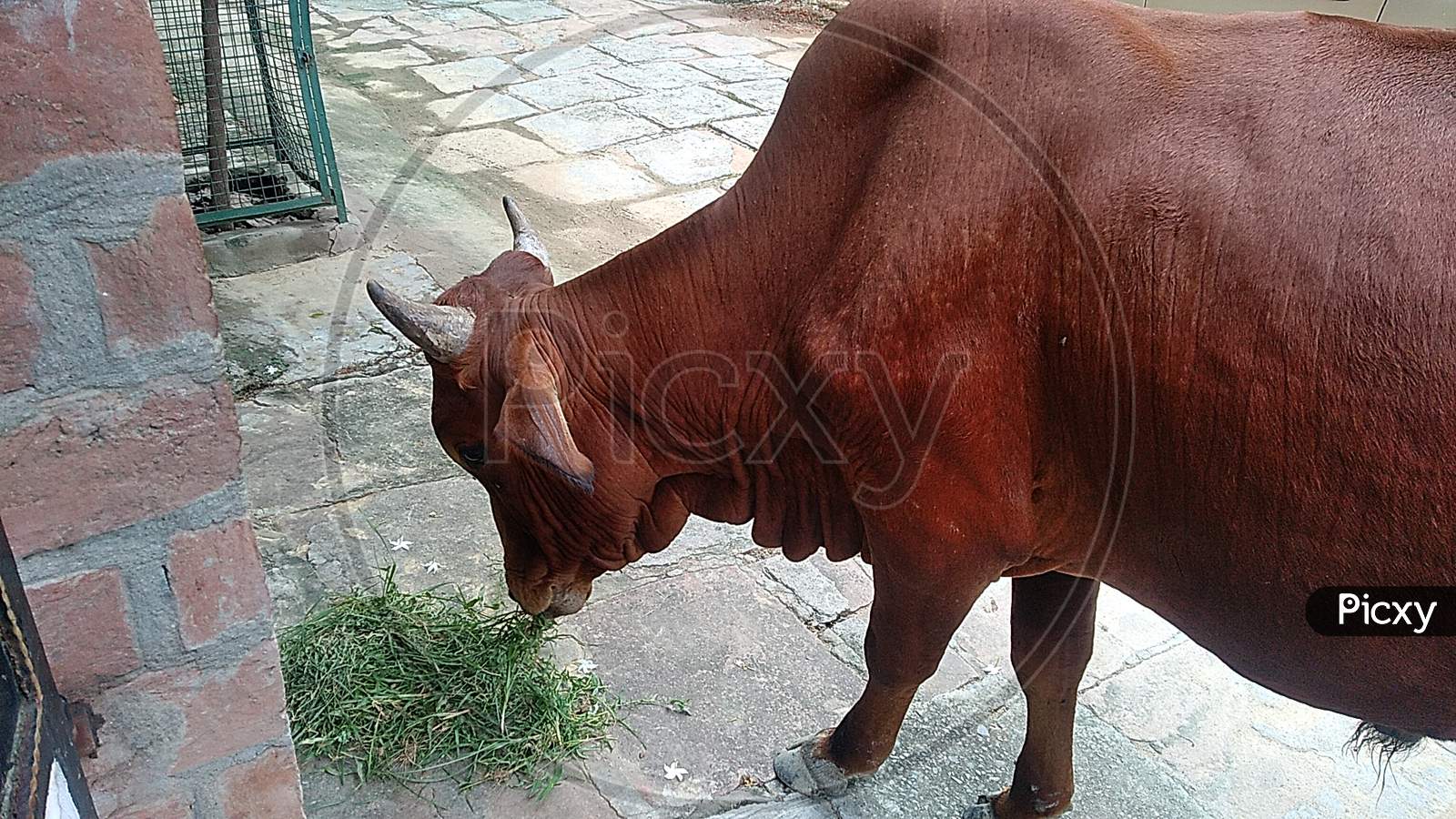 Bull eating the grass