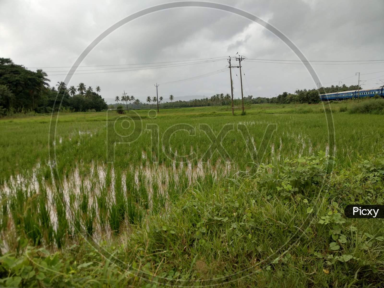 Rice field in rainy season near railway track