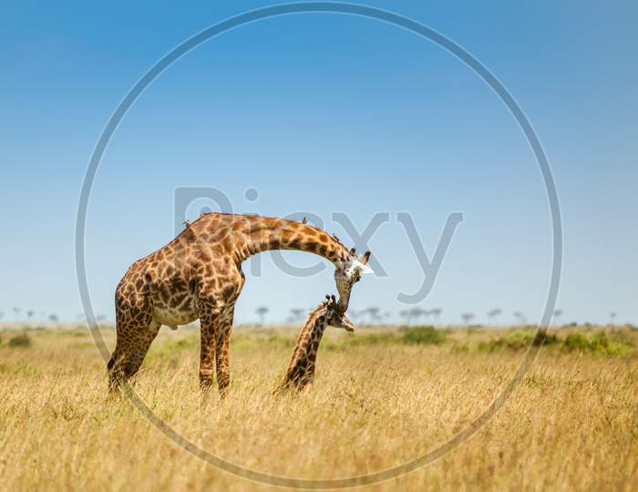 Mother Giraffe With Calf