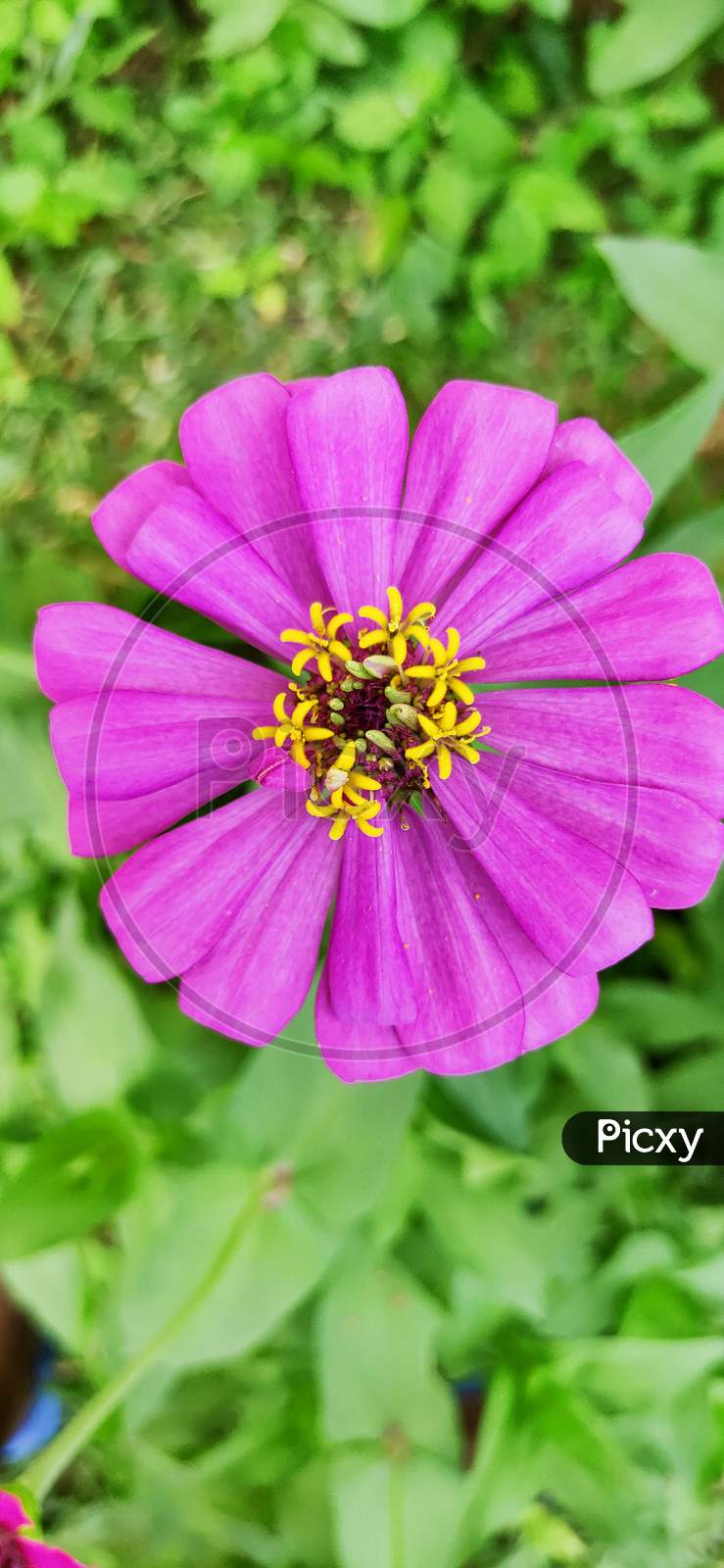 Flower,zinnia,close up