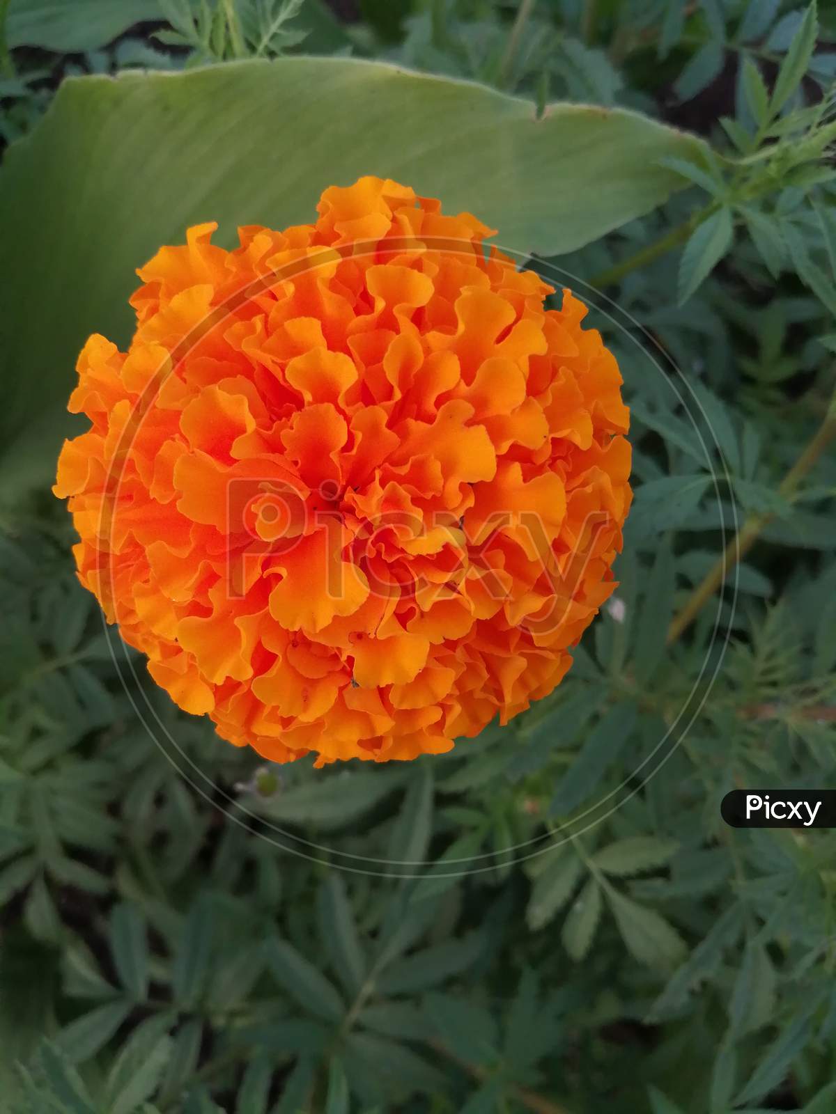 Orange marigold Flower