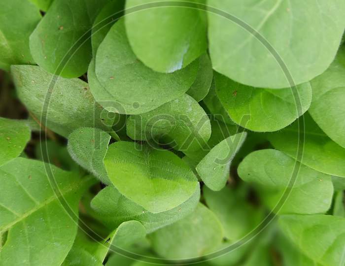 Green leaf background. tuboco leaves texture, macro photo, close up, top view. Abstract green nature wallpaper for design.