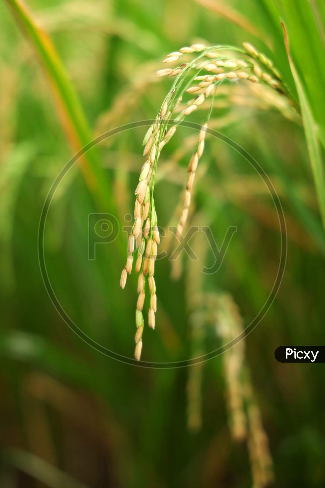 The rice whole grain from the farm field