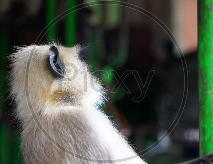 Gray langur close up , indian monkey, black face monkey, face close up