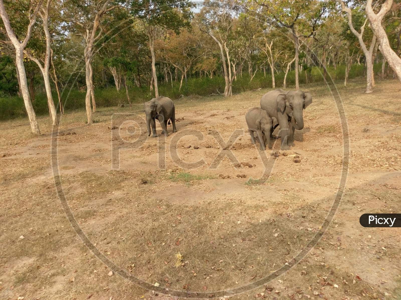 Elephants in the bandipur national park Karnataka, India
