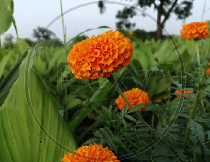 Marigold Flower 🌸