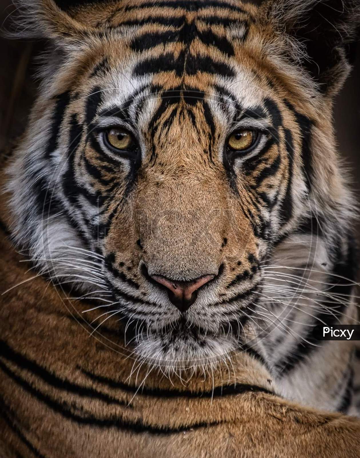 Extreme close up shot of bengal tiger