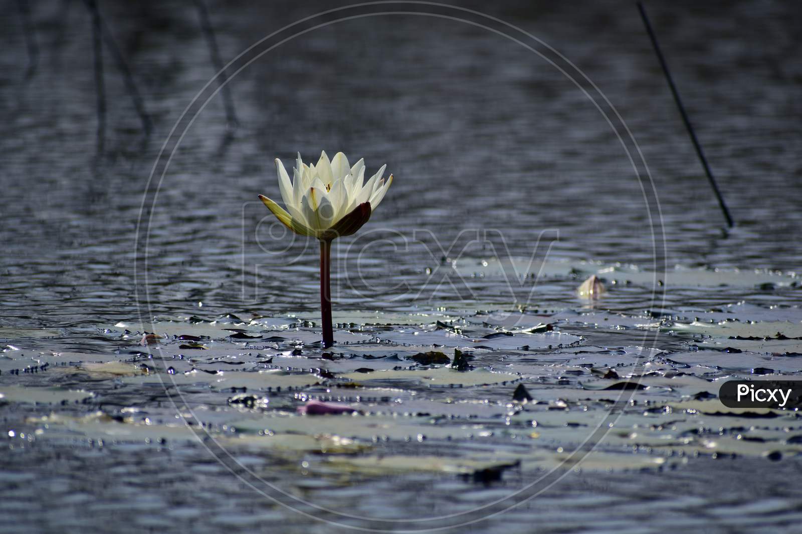 White Water Lily, Water Lotus, Tiger Lotus