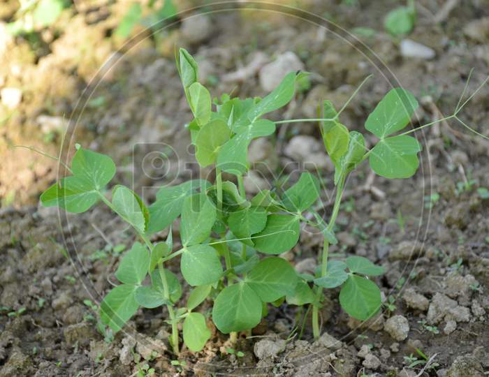 Bunch The Small Ripe Green Peas Plant Seedlings In The Garden.