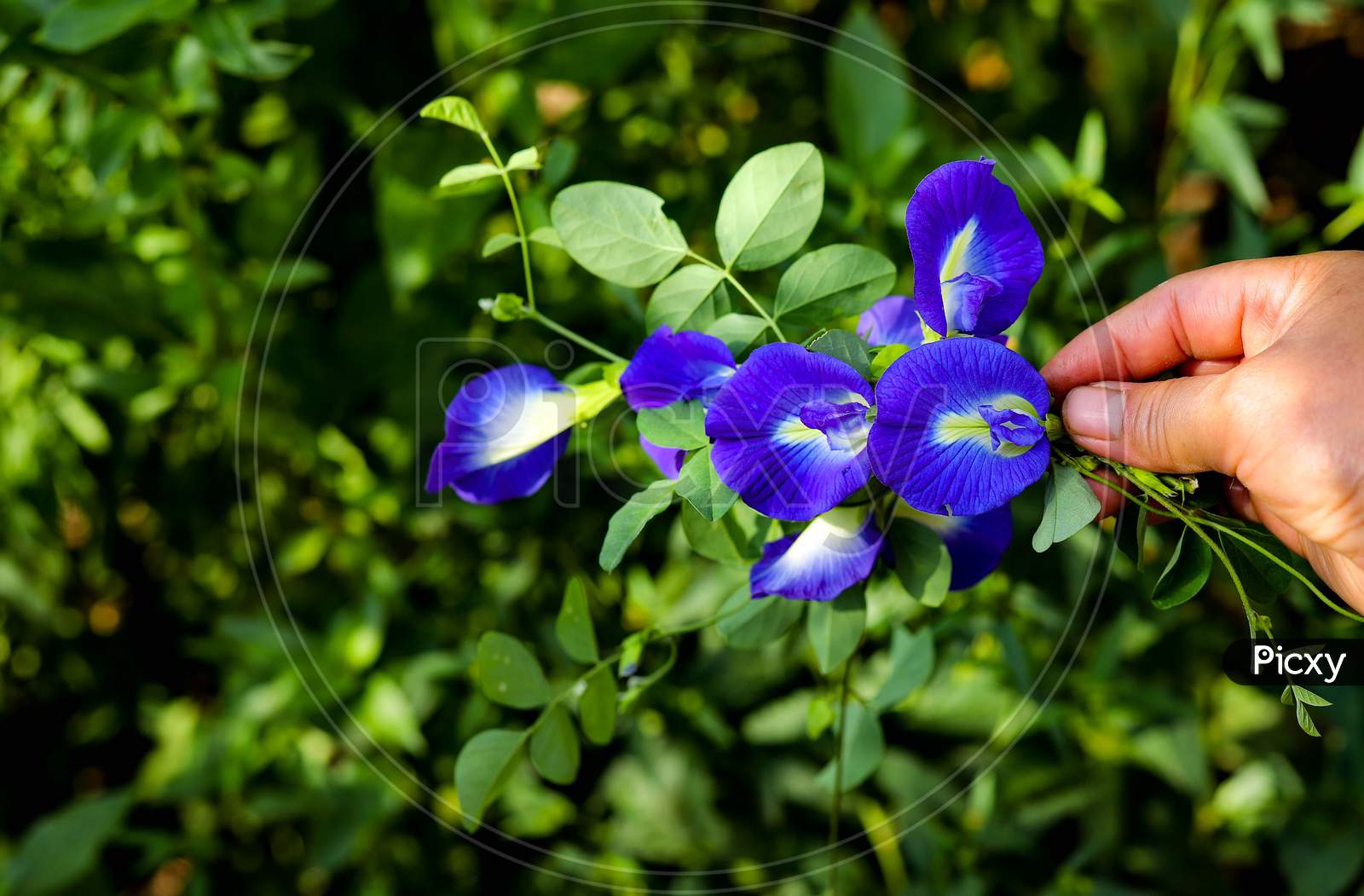 Aparajita blue flowers