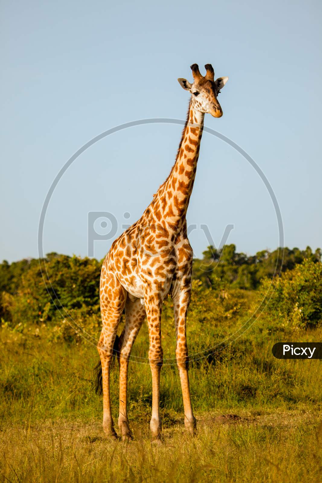 Giraffe Looking At Camera