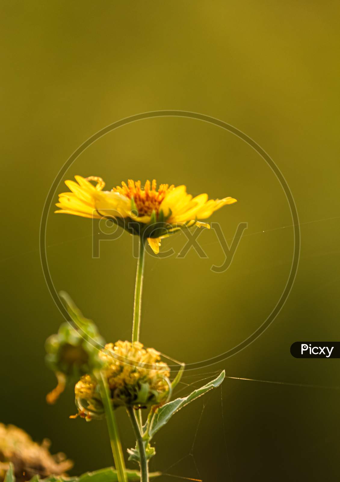 A bright yellow wildflower blooming on a green background