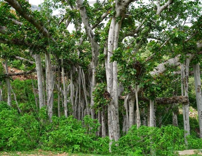 Tree of Life, Amazing Banyan Tree. Ficus citrifolia tree, also known as the shortleaf fig, giant bearded fig or wild banyantree in Martinique Island