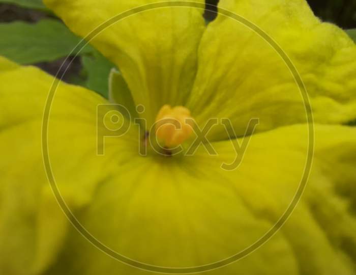 Macro photography of a yellow flower