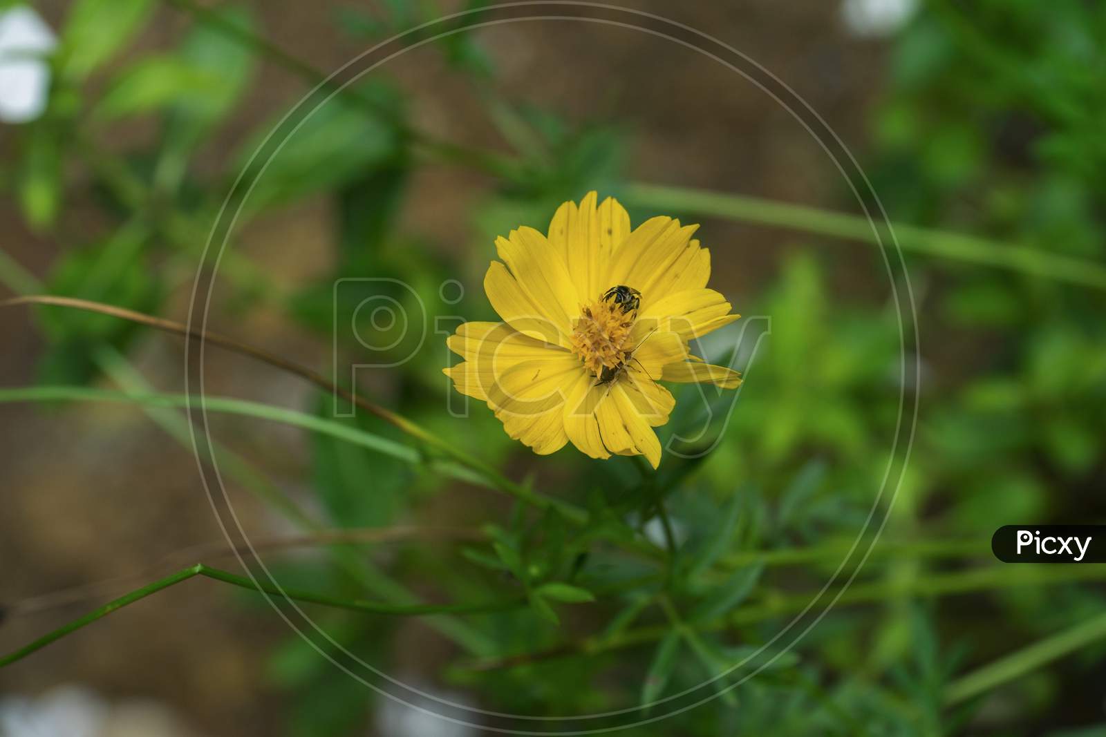 Bee Is Feeding Nectar From Yellow Cosmos Flower.Cosmos Sulphureus Is Also Known As Sulfur Cosmos.