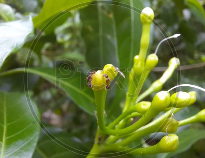 Macro photography of ants sitting on the jasmine plant