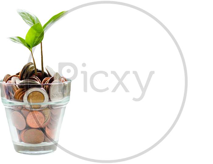 Plant Growing In Savings Coins - Investment And Interest Concept.