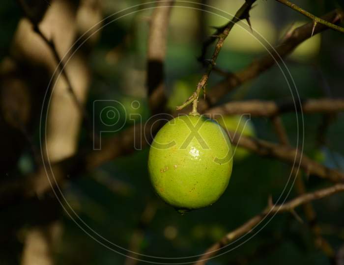 The Ripe Green Lemon Fruit With Green Leaves And Branch In The Garden.