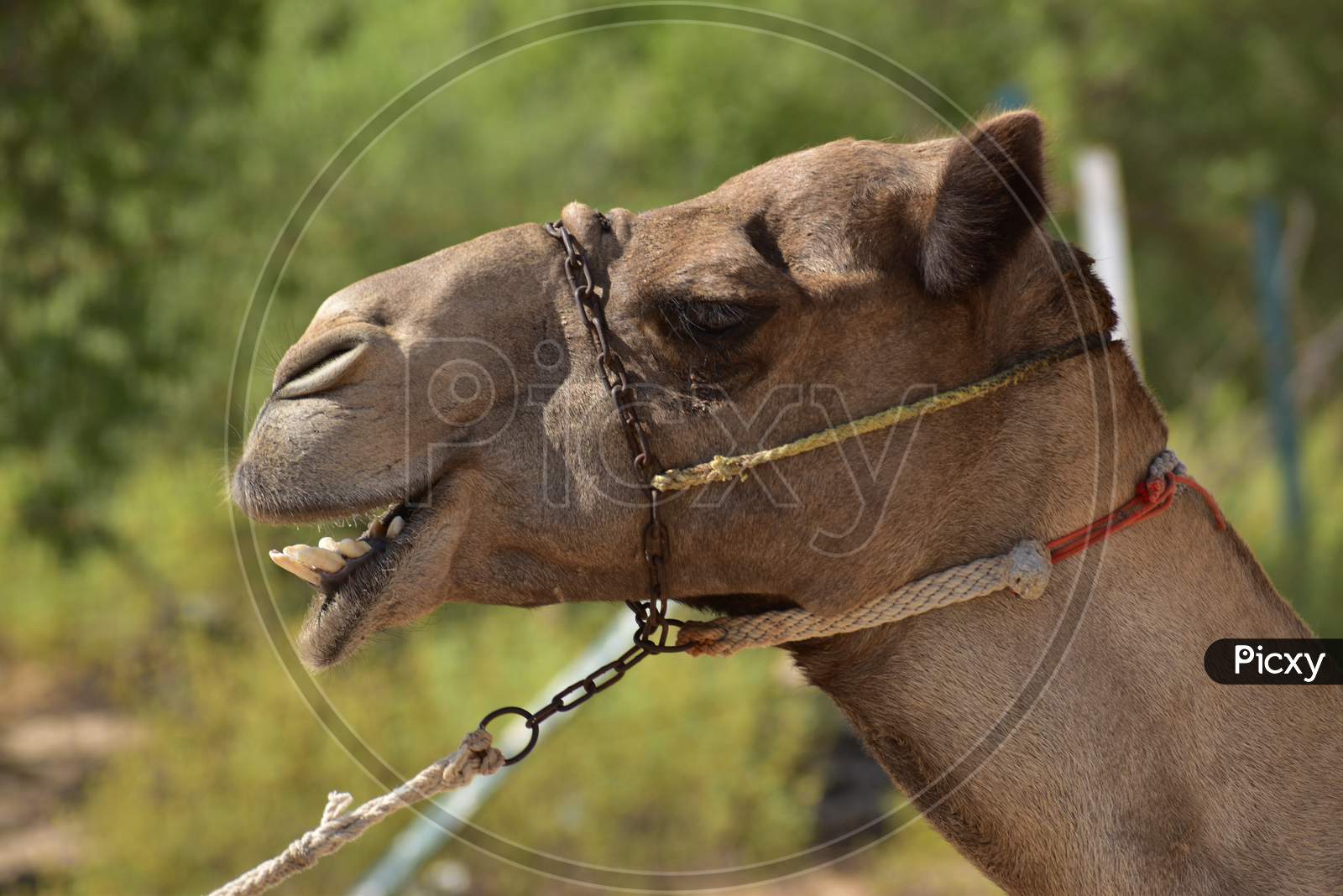 Closeup Of A Camel. Abu Dhabi, Uae.
