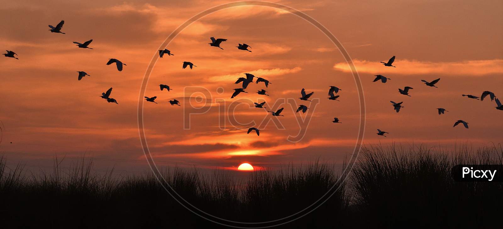 flying birds on red sun