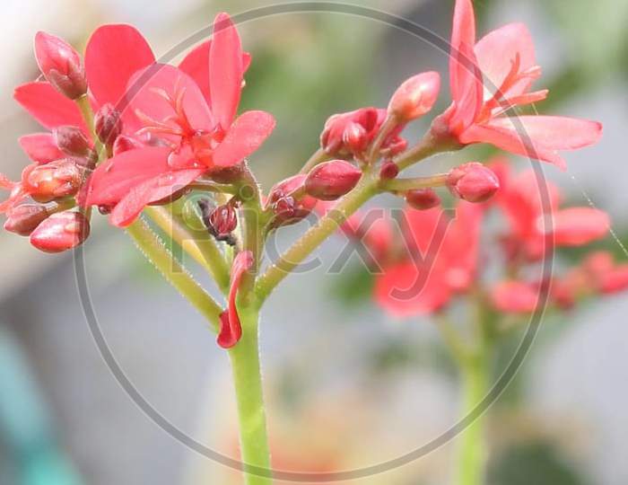 Flower photography done by Deepankar Shreegyan