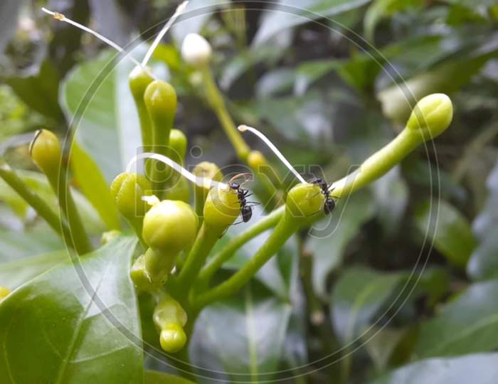 Macro photography of ants on the jasmine buds.