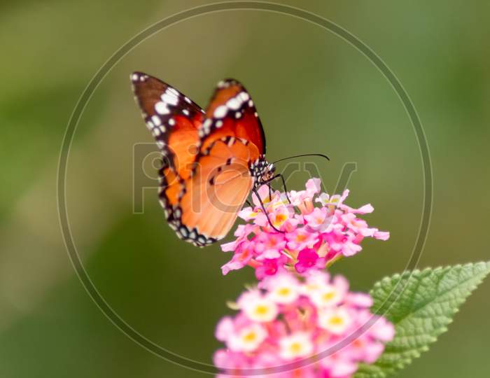 tiger butterfly on pink flower