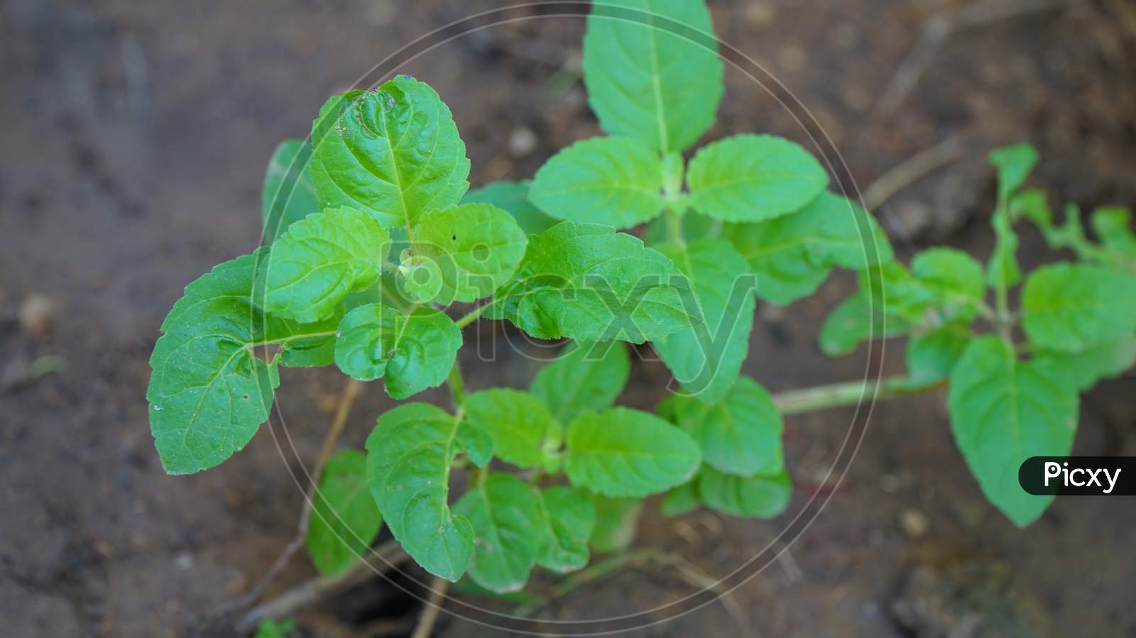 Image of Holy basil also known as tulsi is an easily found plant