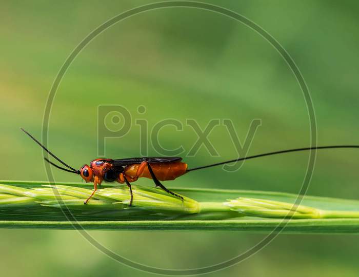 Beautiful pictures of  insects