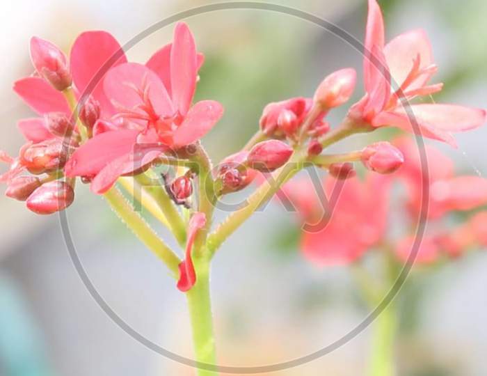Flower photography done by Deepankar Shreegyan