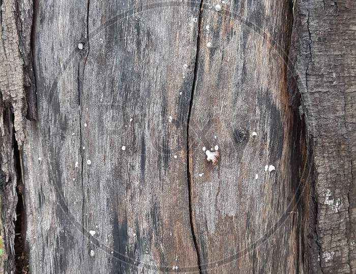 tree trunk isolated from background  texture with spot light
