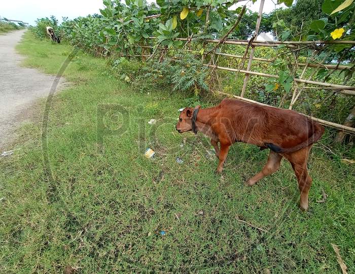 Brown Colored Cow On Green Grass