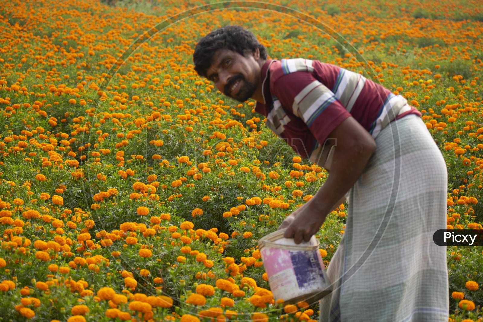 Khirai Midnapore, West Bengal, India - 11Th October 2020 : A Farmer Working In Flower Field And Collecting Flowers