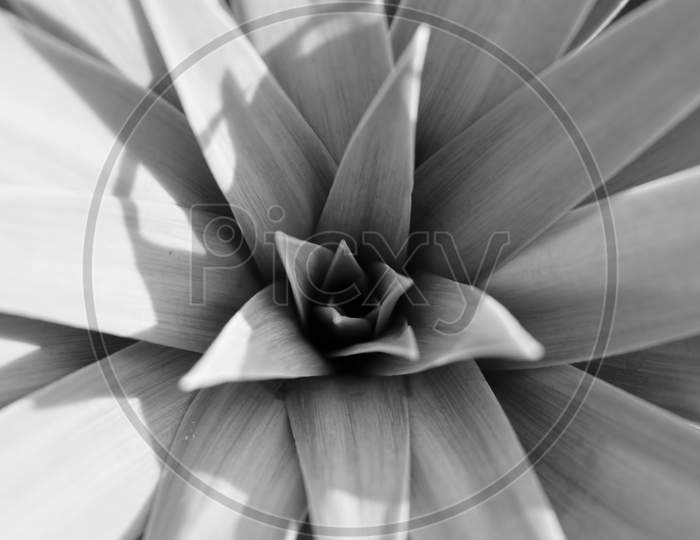 black and white,  portrait, flower, plant, nature, zoom