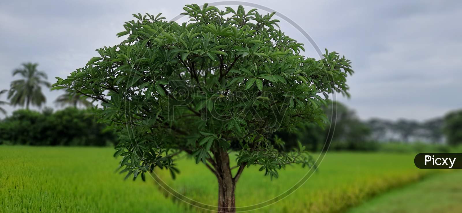 tree isolated with green paddy crop background
