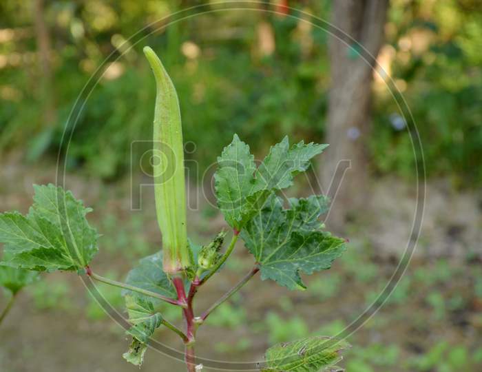 The Ripe Green Ladyfinger With Leaves And Plant In The Garden.
