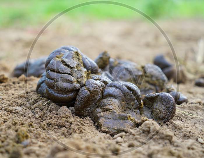 Cow Dung, Penny From Cow On Ground May Be Dry At Outdoor.