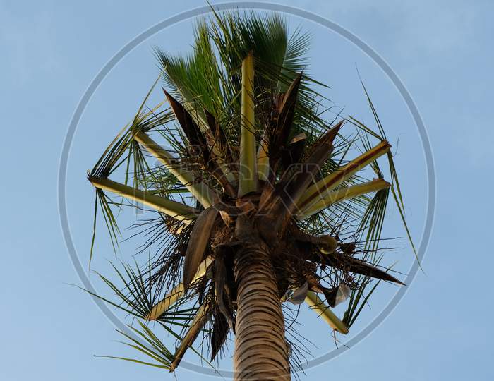 Coconut tree with leaves trimmed