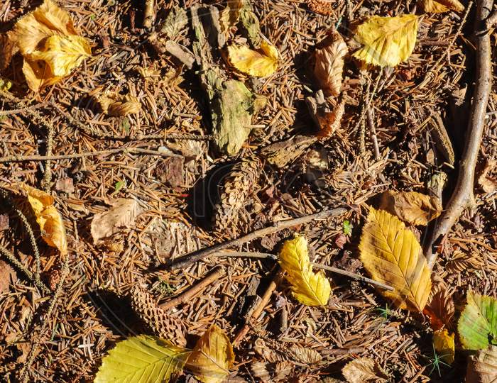 Forest Soil Texture Background. The Ground In A Forest With Pine Cones, Moss, Grass, Pine Needles, Autumn Leaves.