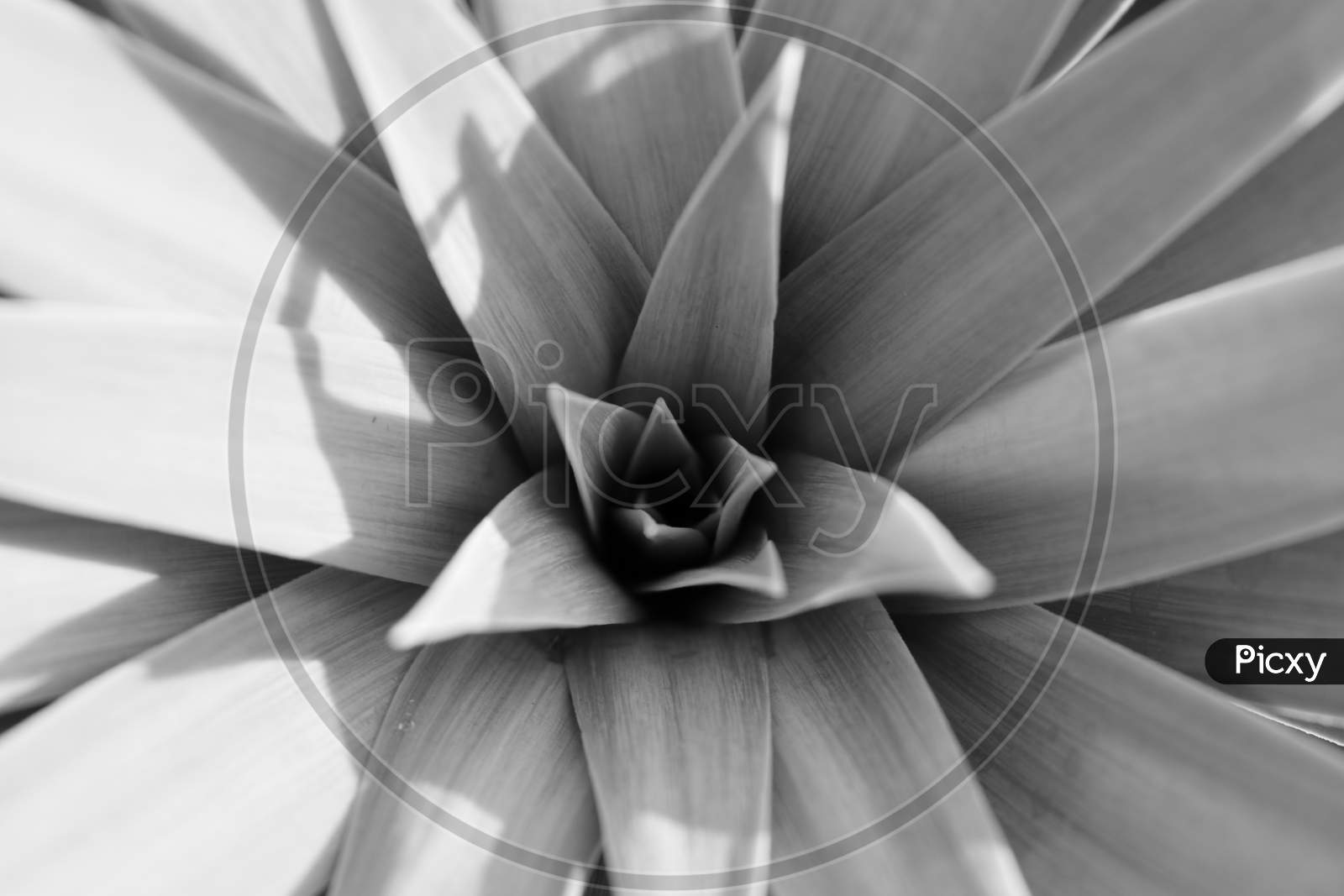 black and white,  portrait, flower, plant, nature, zoom