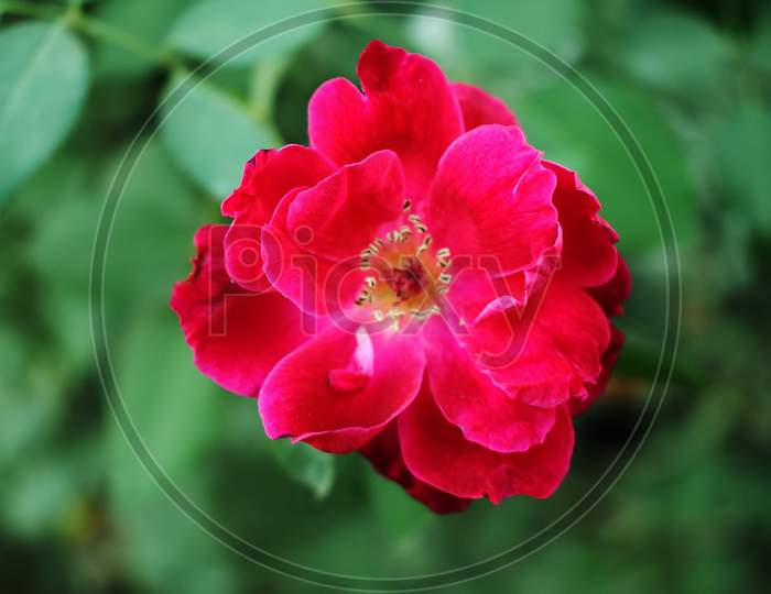red, rose, portrait, flower, plant, nature, zoom