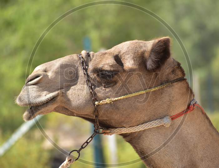 Closeup Of A Camel. Abu Dhabi, Uae.
