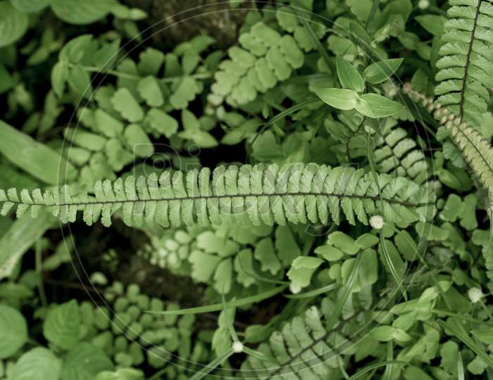 Green Leaves Of Tropical Fern Plant