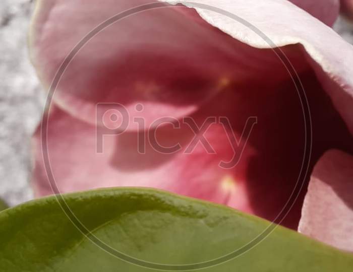 Macro photography of hibiscus flower