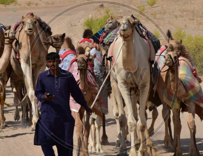 Man With His Camels In Al Khatim Desert Area,Abu Dhabi,Uae.10.10.2020.