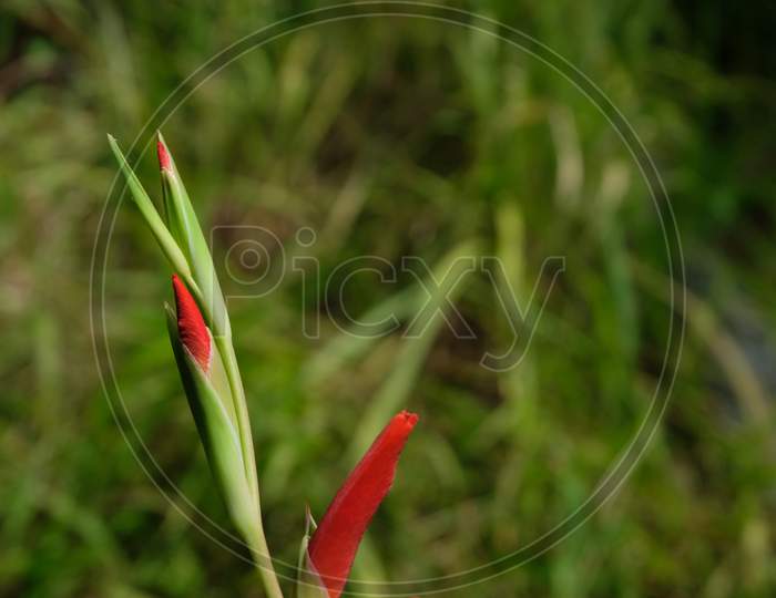 Red gladiolus flower buds ready to bloom